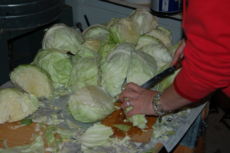 Cabbage prepped for shredder